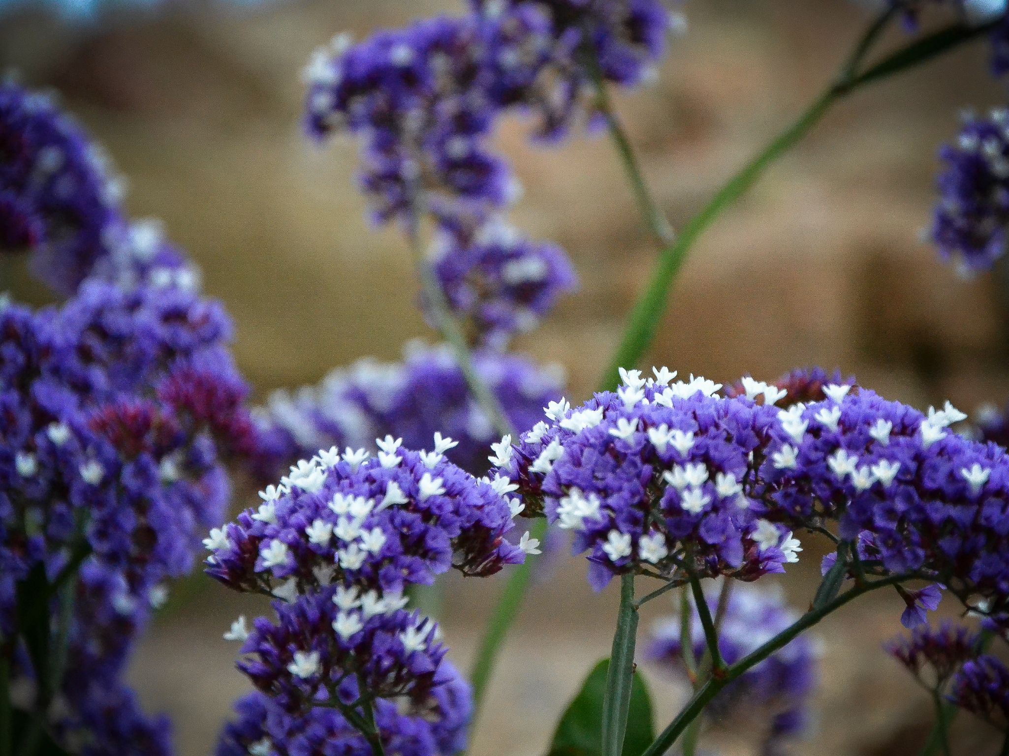 ALBERTO FOTOLLIGA 2026 1